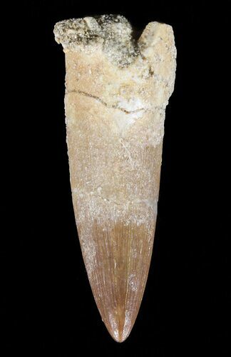 Fossil Plesiosaur (Zarafasaura) Tooth - Morocco #55809